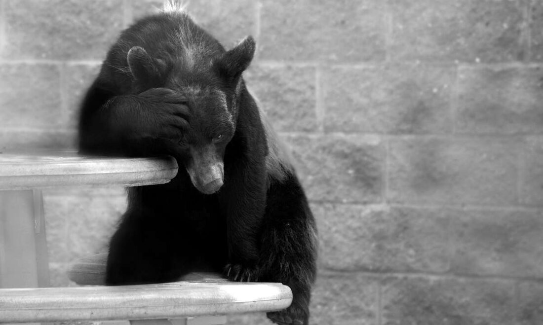 Der Preis von Bitcoin stieg auf den höchsten Stand seit neun Monaten und erreichte vor wenigen Augenblicken 26.400 $. Dies geschieht vor dem Hintergrund eines etwas positiven CPI-Drucks sowie der Hoffnung auf eine Verlangsamung der Zinserhöhungen. Als CryptoPotato Wie bereits früher berichtet, stieg der Verbraucherpreisindex für alle städtischen Verbraucher im Jahresvergleich um 0,4 % auf 6 %. Dies sendete ein positives Signal auf dem gesamten Kryptowährungsmarkt und ließ Bitcoin bei der Ankündigung über 25.000 $ steigen. Es dauerte jedoch keine Stunde danach, als der Preis einen weiteren impulsiven Aufschwung erlebte und bei Binance fast 26,4.000 $ erreichte. TradingView Daten von …