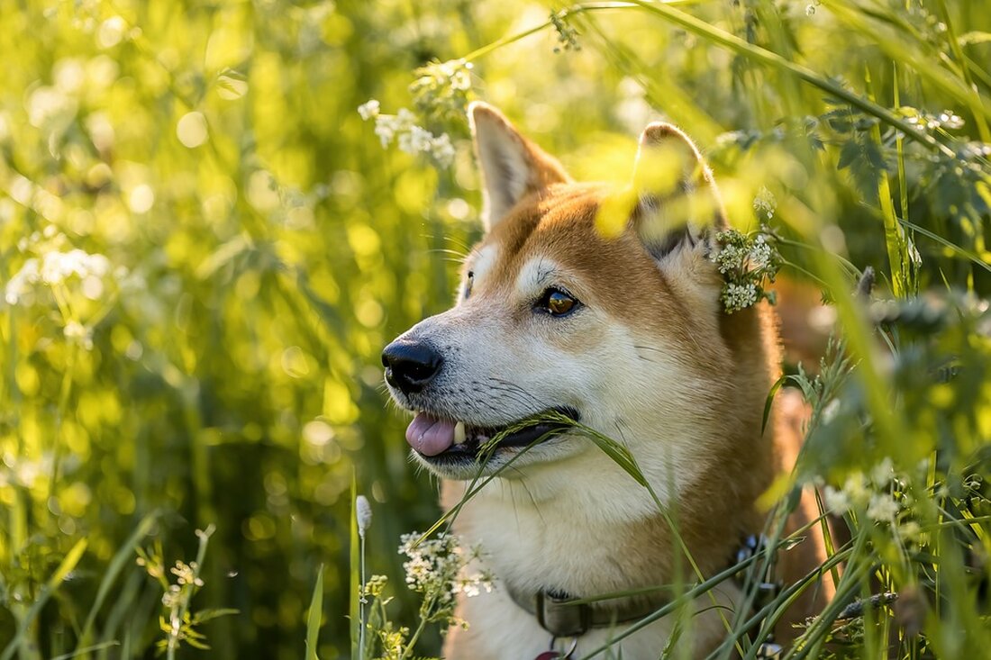 Die Shiba Inu Community hofft auf ein neues ATH trotz Marktschwankungen. Analysten prognostizieren bis zu 0,00023179 $ für 2025.