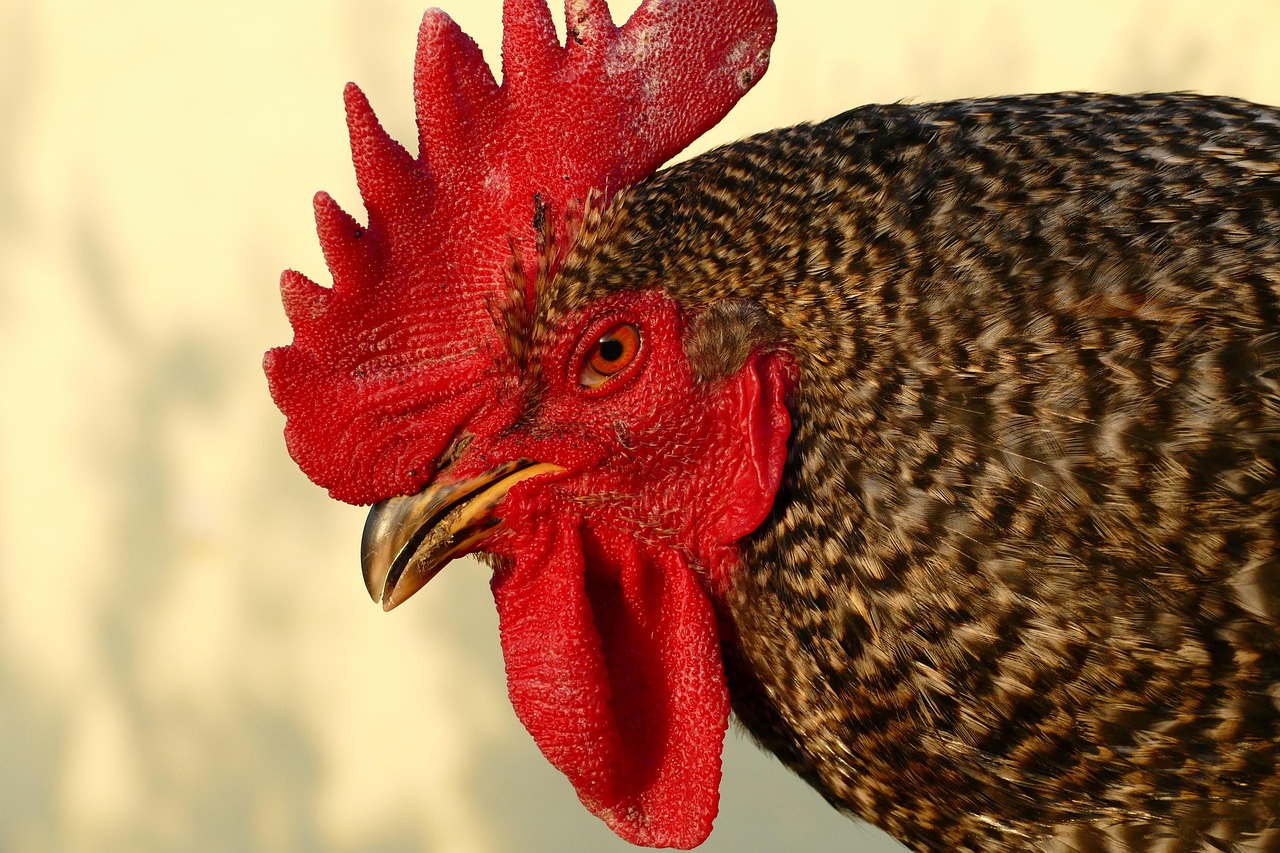 Analyse der wirtschaftlichen Rahmenbedingungen 